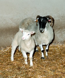 Dolly con su madre de alquiler