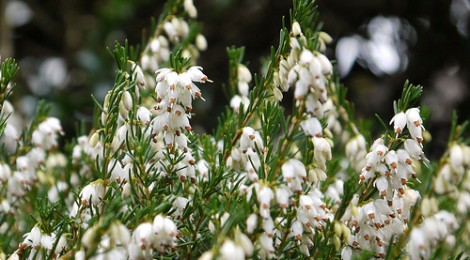 whiteheather