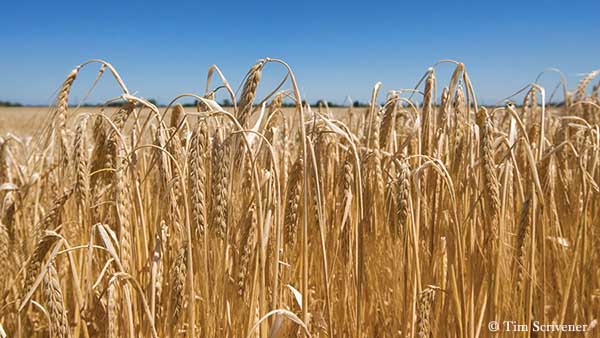 Campo de cebada en Escocia, que se usa para hacer el whisky escocés